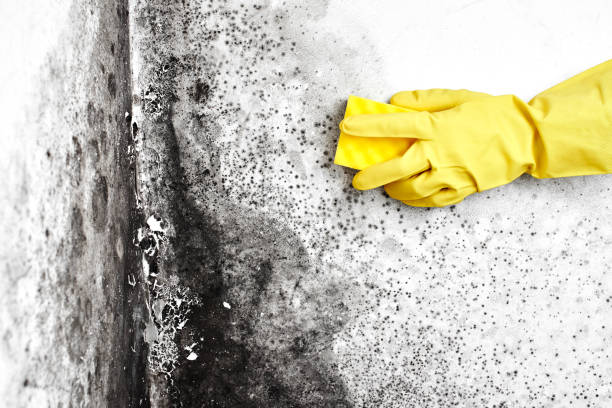 Attic Mold Removal in Graham, NC