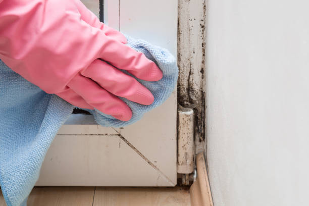Best Commercial Mold Removal  in Graham, NC