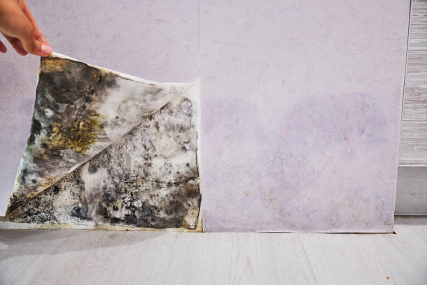 Best Professional Mold Removal  in Graham, NC
